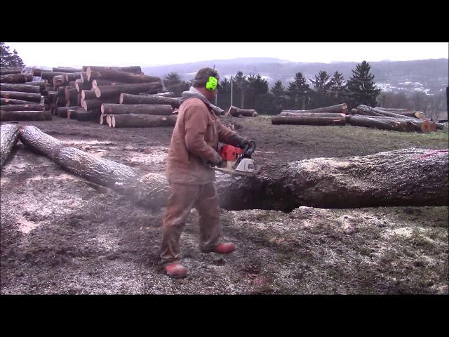Farmertec MS660 Test Saws Bucking Logs