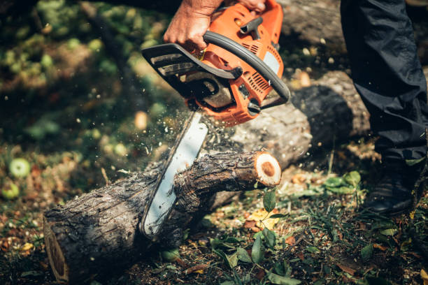 tips on choosing chainsaw
